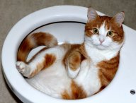 Proč kočičí výkaly zapáchají víc než psí?: Vybírat z kočičí toalety exkrementy není nic...