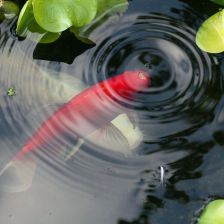 Koi kapr.