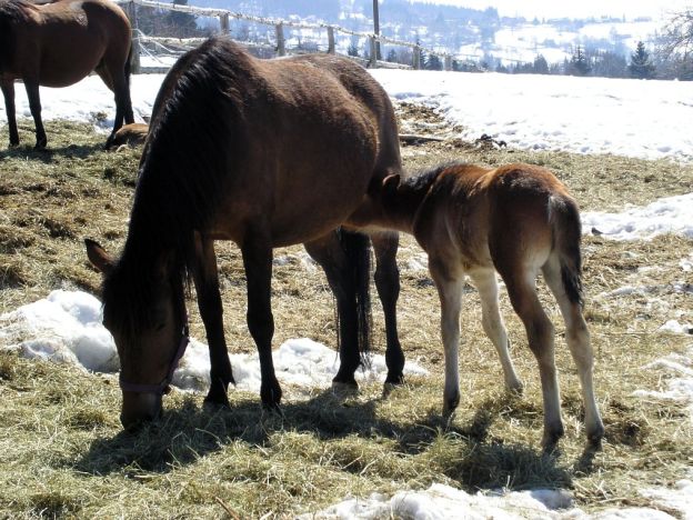 stáhnout tapetu: Klisna s hříbětem