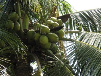Kokosovník ořechoplodý - klikněte pro zobrazení detailu