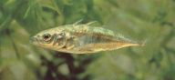 Koljuška tříostná - Gasterosteus aculeatus: Druh ryb, který je velmi hojně rozšířen ve…