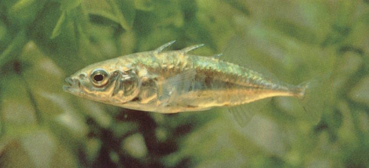 zobrazit detail snímku:  koljuška tříostná