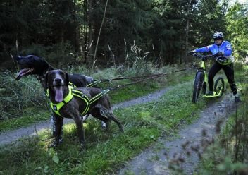 Tažení koloběžky dvěma psy - klikněte pro zobrazení detailu