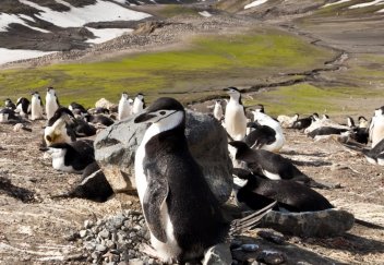 Kolonie tučňáků uzdičových - klikněte pro zobrazení detailu