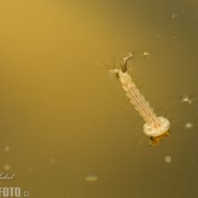 Komár pisklavý - larva