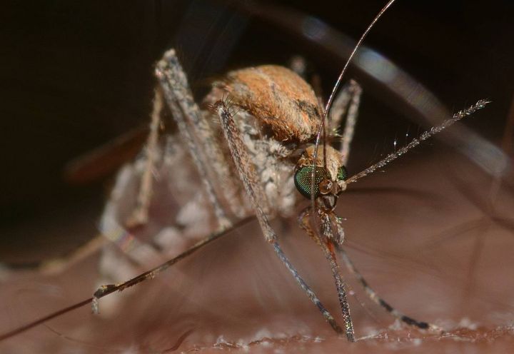 Komár pisklavý (Culex pipiens) . - klikněte pro zobrazení detailu