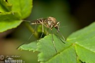 Komár pisklavý - Culex pipiens: Některé zvuky v přírodě jsou pro mnohé…