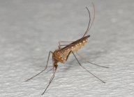 Zbavte se otravného hmyzu! : Otravují vás doma mouchy a komáři? Investujte do...