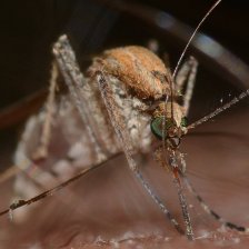 Pijí vám komáři krev? Věda našla nečekanou obranu proti komářím útokům