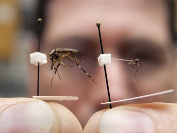 Porovnání gallnippera s běžným komárem - klikněte pro zobrazení detailu