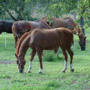 Záhada koňského řehtání vyřešena: Odhalte unikátní „vnitřní orchestr“ těchto ušlechtilých zvířat.