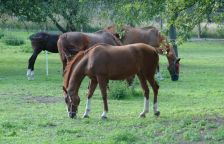 Záhada koňského řehtání vyřešena: Odhalte unikátní „vnitřní orchestr“ těchto ušlechtilých zvířat.