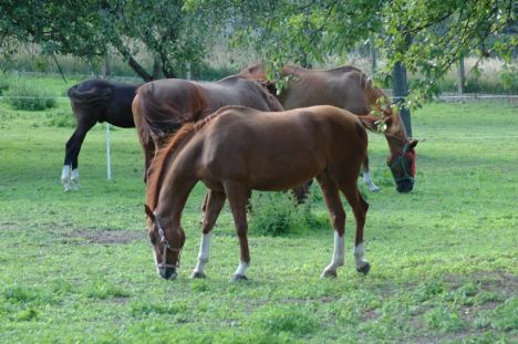 Záhada koňského řehtání vyřešena: Odhalte unikátní „vnitřní orchestr“ těchto ušlechtilých zvířat.