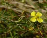 Mochna nátržník - Potentilla erecta: Mochna nátržník se vyskytuje poměrně hojně v…