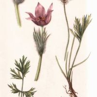 Ilustrace koniklec - klikněte pro zobrazení detailu