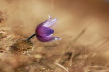 Koniklec 1 - klikněte pro zobrazení detailu