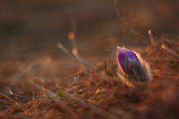 Koniklec 3 - klikněte pro zobrazení detailu