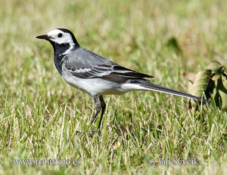 zobrazit detail snímku: Konipas bílý