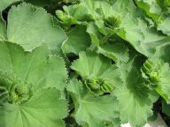 Kontryhel obecný – Alchemilla vulgaris: Léčivka kontryhel je svými účinky známá…