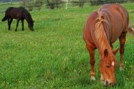 Budujete elektrický ohradník? Podívejte se, jak na něj (PR): Elektrický ohradník je dnes pokládán za…