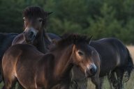 Podívejte se na video divokých koní, které drtí český Internet: „Lepší než Kazma!“ I tak by se dalo…