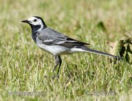 Konipas bílý – Motacilla alba: Konipas bílý je u nás hojně rozšířený…