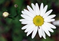 Kopretina  - Leucanthemum: Kopretiny se vyskytovaly v travních porostech již…