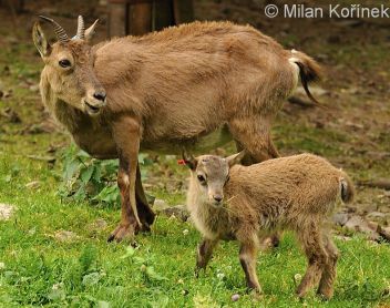 Kozorožec kavkazský - samice - klikněte pro zobrazení detailu Kozorožec kavkazský - samice - klikněte pro zobrazení detailu