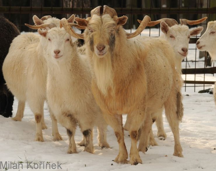 zobrazit detail snímku: Koza kašmírská