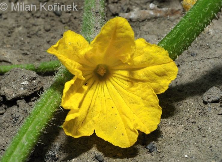 zobrazit detail snímku: Okurka setá - květ