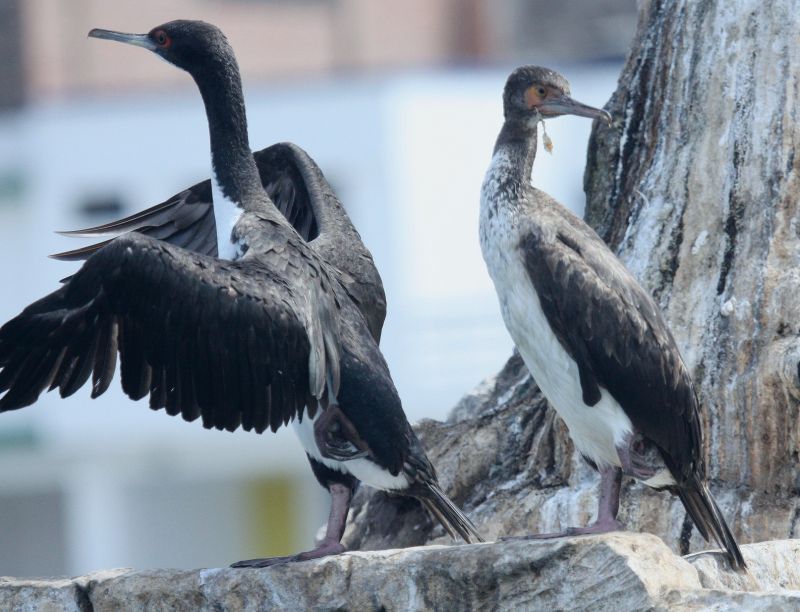 Kormorán guánový - klikněte pro zobrazení detailu