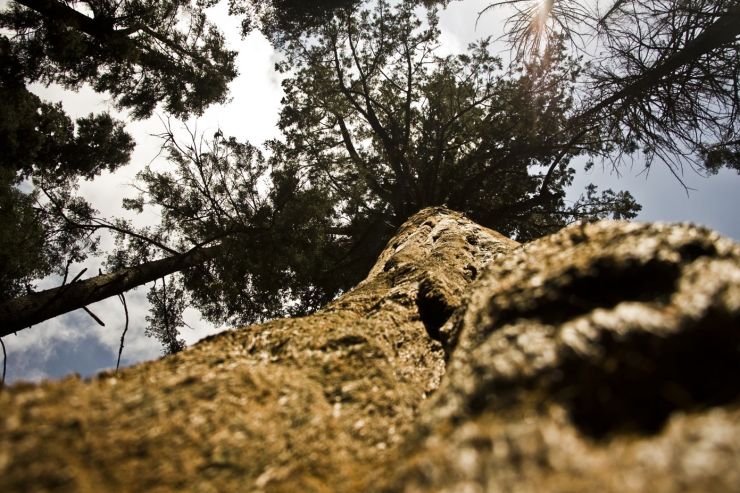 zobrazit detail snímku: Pohled do koruny sekvojovce