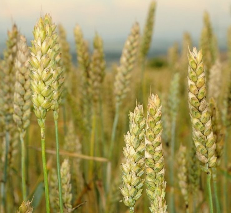 zobrazit detail snímku: Pšenice