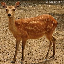 Sika - samice