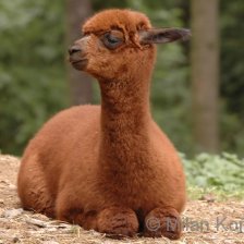 Lama alpaka