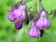 Léčivé účinky bylin Léčivé účinky bylin