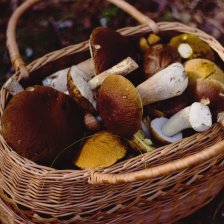 Chcete prodat či darovat čerstvě nasbírané houby? Pozor na přísné podmínky