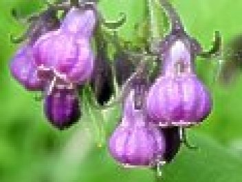Květ kostivalu - klikněte pro zobrazení detailu