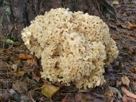 Kotrč kadeřavý (Sparassis crispa)  - dobrá chorošovitá houba: Tato houba je jedlá a celkem chutná. V našich...
