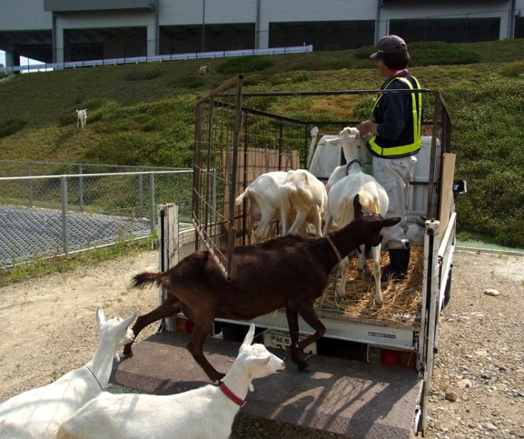 zobrazit detail snímku: Kozy v Amazonu