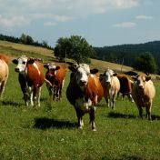 Jak souvisí „prdící“ krávy, sázení stromků a ochrana klimatu?