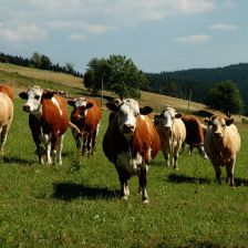 Jak souvisí „prdící“ krávy, sázení stromků a ochrana klimatu?