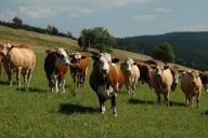 Přidávání řas do žrádla skotu pomůže zmírnit skleníkový efekt : Krávy běžně pšoukají a říhají. Metan…