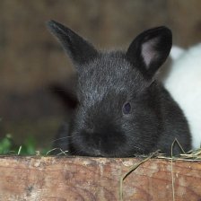 Králíci