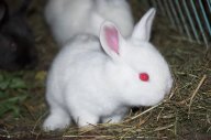 Chováme králíky: Napadlo vás někdy, že byste si jako domácího…