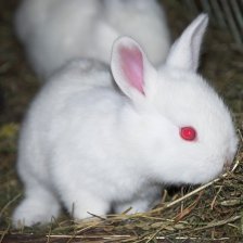 Králíci