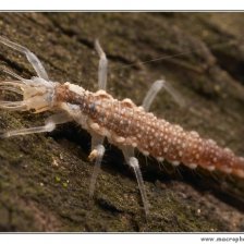 Larva zlatoočky