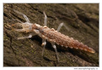 Larva zlatoočky - klikněte pro zobrazení detailu