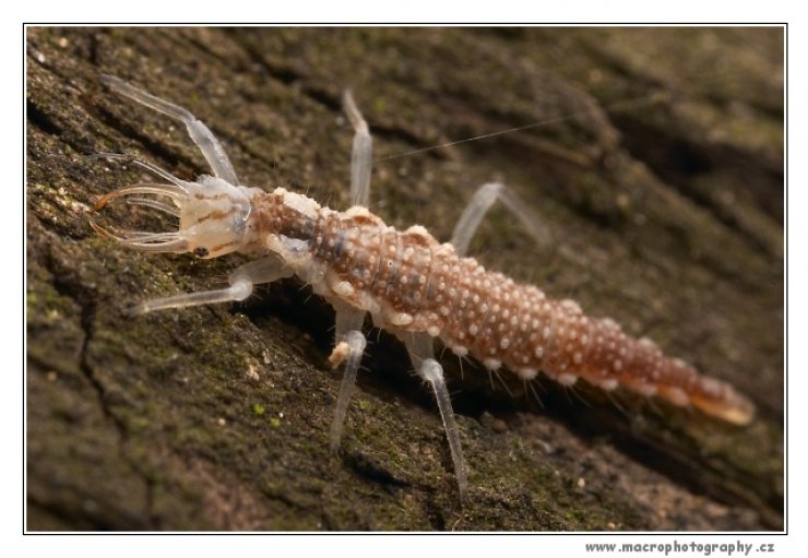 zobrazit detail snímku: Larva zlatoočky