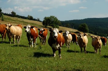 Kravičky ve východních Krkonoších - klikněte pro zobrazení detailu